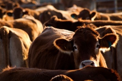 “Work on promoting domestic beef to foreign markets has been conducted for over a year