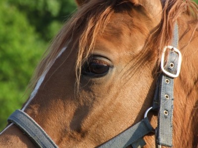 Warnings over US horsemeat exported to Europe