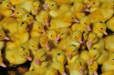 Russia's Eurodon has started exporting duck by-products to the Asian market
