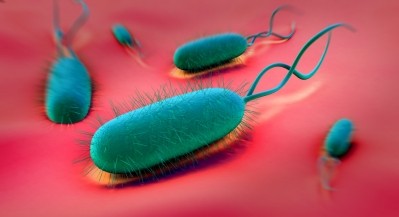 Campylobacter. Photo: istock/royaltystockphoto