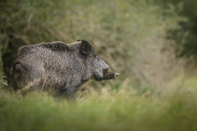 African swine fever is rife among wild boar in Estonia, veterinary experts claim