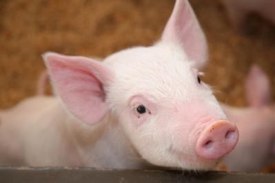 French cooperative to end piglet castration