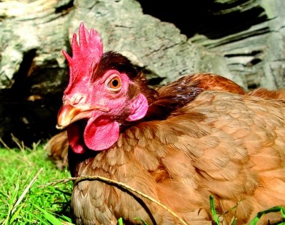 Iran is looking to export poultry meat to Russia
