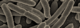 No elevated 10-year risk of heart disease after E.coli outbreak