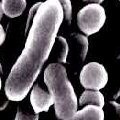 Flash pasteurisation and antimicrobial combo hailed as effective Listeria hurdle