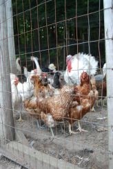 Russian poultry production increases rapidly in 2012