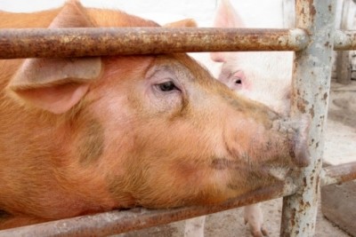 Europe is angry that Russia has refused to accept pork imports from ASF-free countries