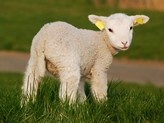 Welsh anticipate USA opening for lamb exports