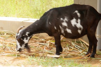 The growing demand for goat meat has encouraged ZimTrade to improve production levels