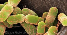 Fenugreek - the missing link in E.coli outbreaks?