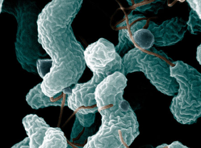 Campylobacter remained the most commonly reported foodborne disease with 214,779 cases
