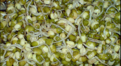 Mung bean sprouts. Picture copyright: Crispin Semmens/Flickr