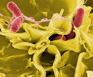 Researchers found that cold storage at between 4°C and 10°C prevented Salmonella growth (Photo copyright: NIAID_Flickr)