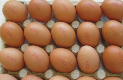 EU-wide Salmonella outbreak linked to eggs passes 400 illnesses