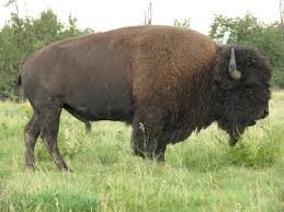 ABZ Agro woos Saudi investors for buffalo meat venture