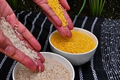 Greenpeace gone too far with Golden Rice scandal 