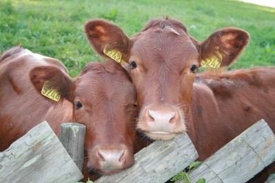 Top beef cuts demand seen across Europe