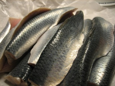 Herring “fog” puts workers at risk for asthma and allergies
