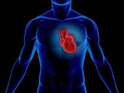 Early under-nutrition may increase heart disease risk in later life