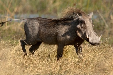 Warthogs are believed to have a different gene variation making them resistant to disease