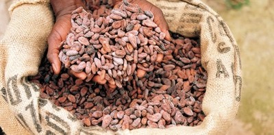 ICCO cuts cocoa deficit forecast
