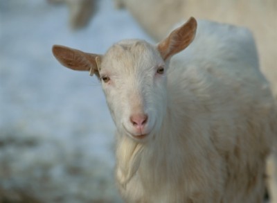 Peste des Petits Ruminants - or goat plague - can kill up to 90% of infected livestock within days
