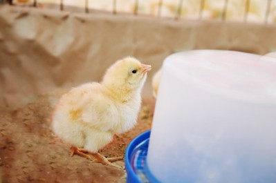 Kingchick poultry is contracted to grow chickens for a major African meat processor