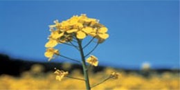 EFSA approves safety of GM oilseed rape