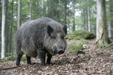 Wild boars with immunity to ASF have increased hopes for a vaccine