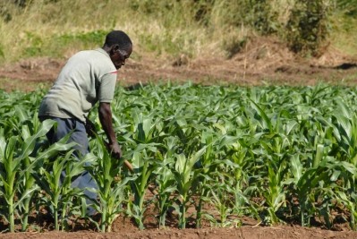 The study believes agricultural policies have been imposed which force farmers to modernise with new seed varieties and chemical fertilisers. (© iStock.com)