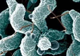 FSA campylobacter research campylobacteriosis food poisoning