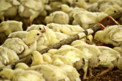 HACCP system could help control animal disease such as bird flu