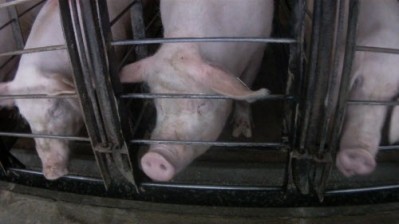 Pigs housed in gestation crates. Photo credit - The HSUS