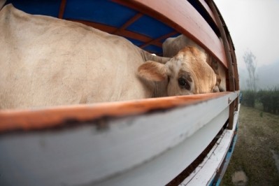 Russia considers US cattle import ban