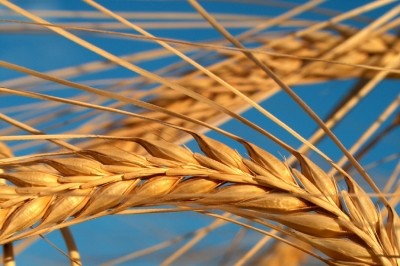 Egypt has long recognised the need to reform its wheat storage facilities