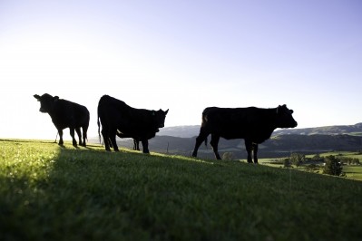 Total export volumes for beef and veal were up 11.9%. Photo credit: Beef + Lamb New Zealand