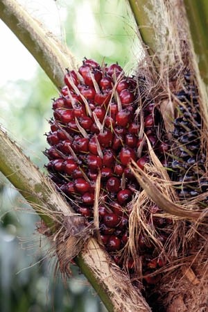 New Britain Palm Oil bids for totally tropical future