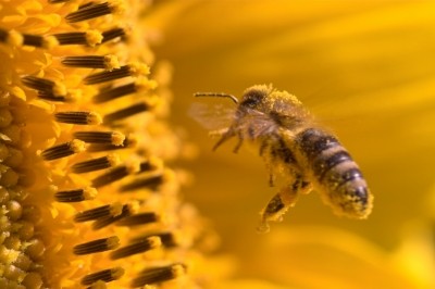 Even small amounts of bee pollen can increase the health proposition of biscuits without hindering taste, say researchers