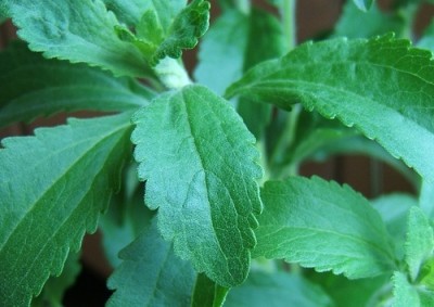 The project is intended to scale up availabilty of stevia compounds that are present at less than 1% in stevia leaves