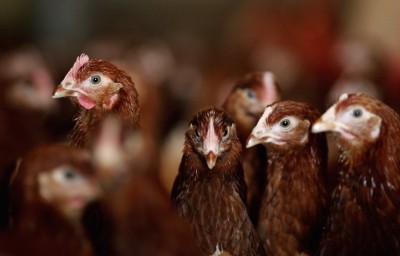 The strongest increase during this period was seen in the poultry industry