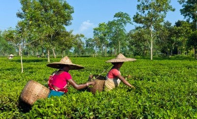 Female workers on a tea plantation in Assam, India
