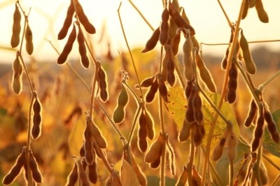 UK government to intervene in Monsanto GM soy case
