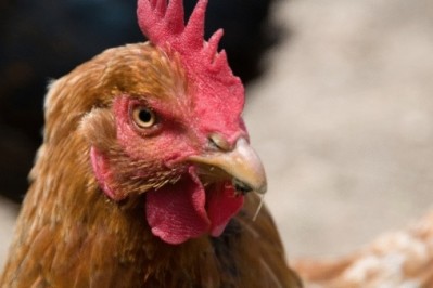Iran to boost poultry exports