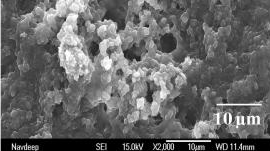 Researchers attached cell lytic enzymes to food-safe silica nanoparticles and created a coating (seen in this scanning electron micrograph). Photo Credit: Rensselaer/Dordick