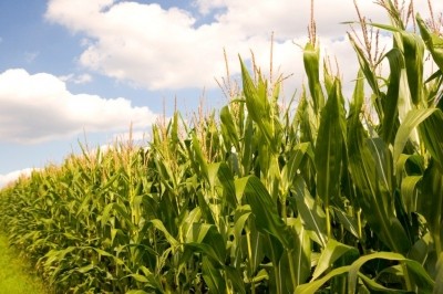 Monsanto's MON810 maize, resistant to the corn borer pest, is the only GM crop currently commercially cultivated in the EU