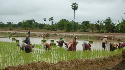 White gold: How the EU has been central to the rise of Cambodian rice
