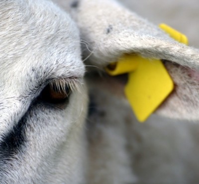 Ukraine to export duty-free lamb to EU