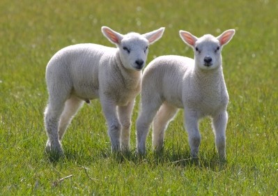 Demand for New Zealand lamb in China has fallen in recent months