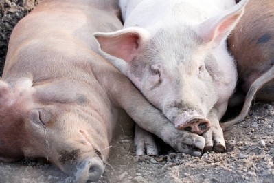 The virus has forced Russia to kill 17,000 pigs to stop the disease from spreading