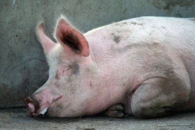 African swine fever is circulating amongst pigs in Russia
